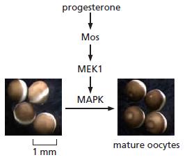 progesterone Mos МЕК1 МАРК mature oocytes 1 mm
