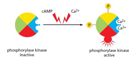CAMP Ca2+ Ca2+ Ca2+ P phosphorylase kinase inactive phosphorylase kinase active