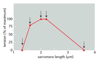 100 75 50 25 1 2 3 4 sarcomere length (um) tension (% of maximum)