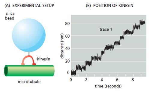 (A) EXPERIMENTAL-SETUP (B) POSITION OF KINESIN silica bead 80 trace 1 60 40 kinesin 20 2 4 6 8. microtubule time (seconds) distance (nm)