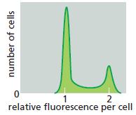 1 relative fluorescence per cell 2 number of cells
