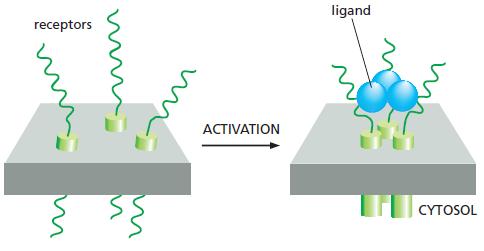 ligand receptors ACTIVATION CYTOSOL