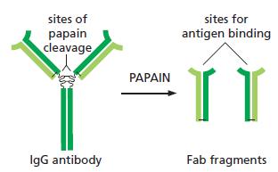 sites of раpain cleavage sites for antigen binding PAPAIN IgG antibody Fab fragments