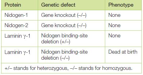 Protein Genetic defect Phenotype Nidogen-1 Gene knockout (-/-) None Nidogen-2 Gene knockout (--) None Laminin y-1 Nidogen binding-site deletion (+/-) None Laminin y-1 Nidogen binding-site deletion (-/-) Dead at birth +/- stands for heterozygous, -/- stands for homozygous.