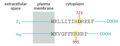 extracellular plasma membrane cytoplasm space 723 B3 -WKLLITIHDRKEF COOH WKVGFFKRNRP- COOH 995