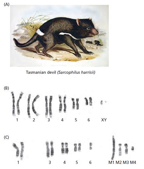 (A) Tasmanian devil (Sarcophilus harrisii) (B) 1 2 3 4 5 6 XY (C) 3 4 5 6 M1 M2 M3 M4 40