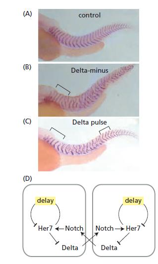 (A) control (B) Delta-minus (C) Delta pulse (D) delay delay Her7 Notch Notch Her7 Delta Delta