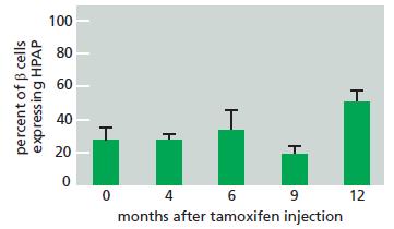 100 80 60 40 20 0 4 6 9 12 months after tamoxifen injection percent of ß cells expressing HPAP