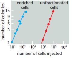 enriched unfractionated cells cells 1 101 102 103 10 105 10 number of cells injected number of colonies 975 3