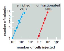 enriched cells unfractionated cells 15 1 10' 102 10 104 105 106 number of cells injected number of colonies n 975m