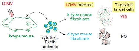 LCMV T cells kill target cells LCMV infected k-type mouse fibroblasts YES Ad-type mouse fibroblasts k-type mouse NO cytotoxic T cells added to