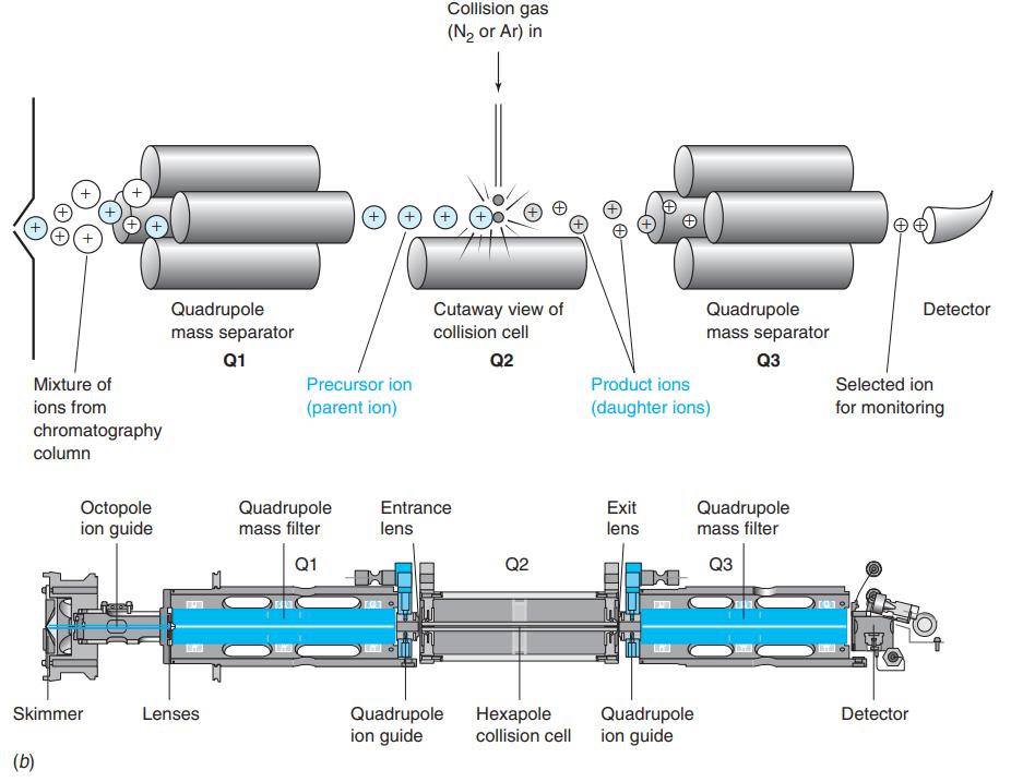 Collision gas (N2 or Ar) in + Quadrupole mass separator Cutaway view of Quadrupole mass separator Detector collision cell Q1 Q2 аз Mixture of Precursor ion Product ions Selected ion ions from (parent ion) (daughter ions) for monitoring chromatography column Octopole ion guide Quadrupole Entrance Exit Quadrupole mass filter mass