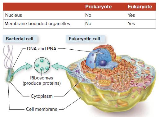 Prokaryote Eukaryote Nucleus No Yes Membrane-bounded organelles No Yes Bacterial cell Eukaryotic cell DNA and RNA Ribosomes (produce proteins) - Cytoplasm- Cell membrane
