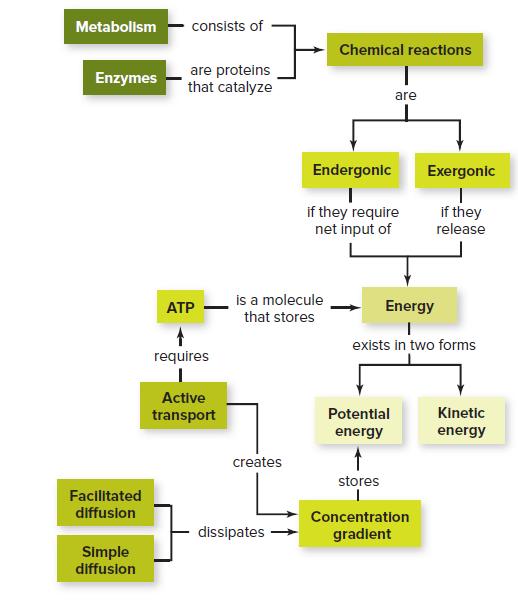 Metabolism consists of Chemical reactlons are proteins that catalyze Enzymes are Endergonic Exergonic if they require net input of if they release is a molecule that stores АТР Energy exists in two forms requires Active transport Potentlal Kinetic energy energy creates stores Facilitated diffusion Concentration dissipates gradlent Simple diffusion