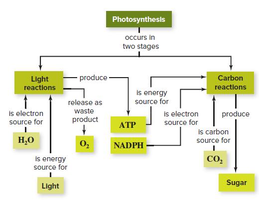 Photosynthesis occurs in two stages Light produce· Carbon reactions reactions is energy release as source for is electron waste is electron source for produce source for product АТР is carbon H,O 0, source for NADPH is energy source for CO, Sugar Light