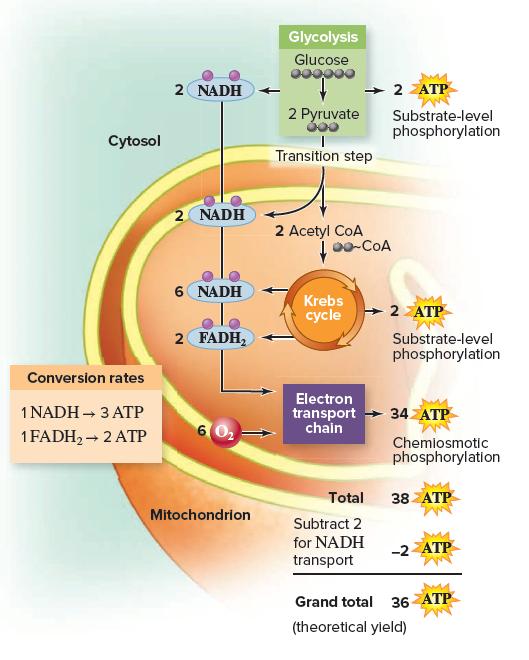 Glycolysis Glucose 2 NADH 2 ZATP 2 Pyruvate Substrate-level phosphorylation Cytosol Transition step 2 NADH 2 Acetyl CoA 00-COA 6 NADH Krebs 2 ZATP cycle 2 FADH, Substrate-level phosphorylation Conversion rates Electron transport 34 ATP chain 1 NADH – 3 ATP 6 02 1FADH2 - 2 ATP Chemiosmotic phosphorylation Total