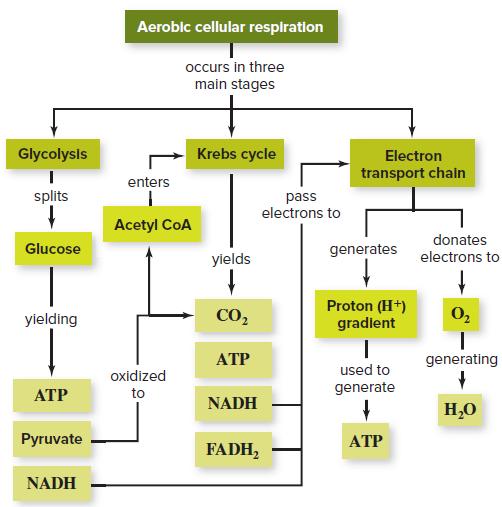 Aeroblc cellular respiration occurs in three main stages Glycolysis Krebs cycle Electron transport chain enters splits pass electrons to Acetyl CoA donates Glucose yields generates electrons to yielding CO, Proton (H*) gradient O, АТР generating used to oxidized АТР to generate NADH H,0 Pyruvate АТР FADH, NADH