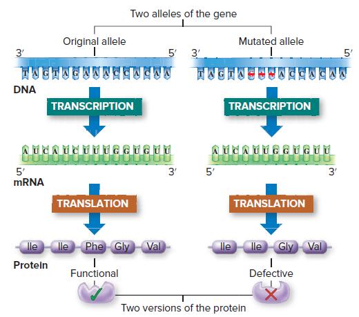 Two alleles of the gene Original allele Mutated allele 3' 5 3' 5' DNA TRANSCRIPTION TRANSCRIPTION 5 5' MRNA 3' 3' TRANSLATION TRANSLATION lle lle Phe Gly Val lle lle Gly Val Protein Functional Defective Two versions of the protein