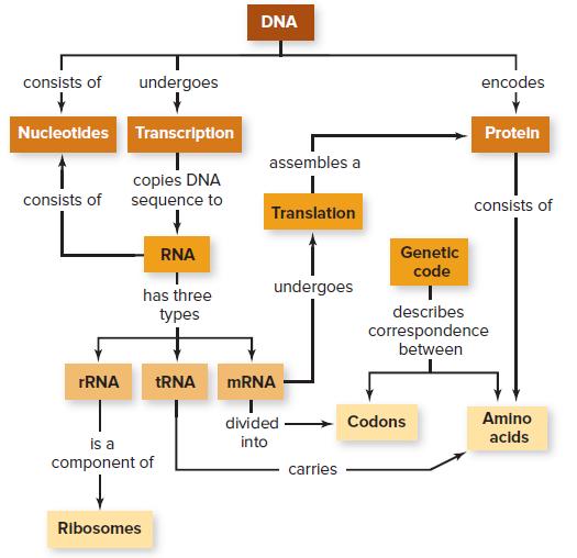 DNA consists of undergoes encodes Nucleotides Transcription Proteln assembles a copies DNA consists of sequence to consists of Translation Genetic code RNA undergoes has three types describes correspondence between FRNA TRNA MRNA divided Codons Amino acids is a component of into carries Ribosomes