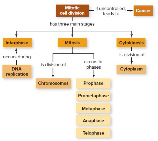 Mitotic if uncontrolled, Cancer cell division leads to has three main stages Interphase Mitosis Cytokinesis is division of occurs during occurs in is division of DNA phases Cytoplasm replication Chromosomes Prophase Prometaphase Metaphase Anaphase Telophase