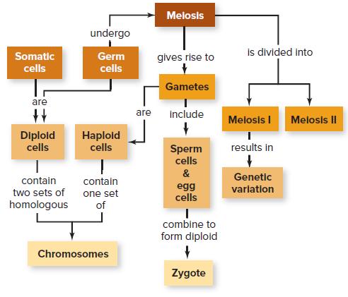 Melosis undergo Germ is divided into Somatic gives rise to cells cells Gametes are are include Melosis I Melosis II Diploid cells Haplold cells results in Sperm cells & Genetic contain contain egg cells variation two sets of one set homologous of combine to form diploid Chromosomes Zygote