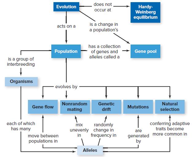 does not Evolution Hardy- Weinberg equilibrlum occur at is a change in a population's acts on a has a collection Population Gene pool of genes and alleles called a is a group of interbreeding Organisms - evolves by Nonrandom Genetic Natural Gene flow Mutations mating drift selection conferring adaptive traits