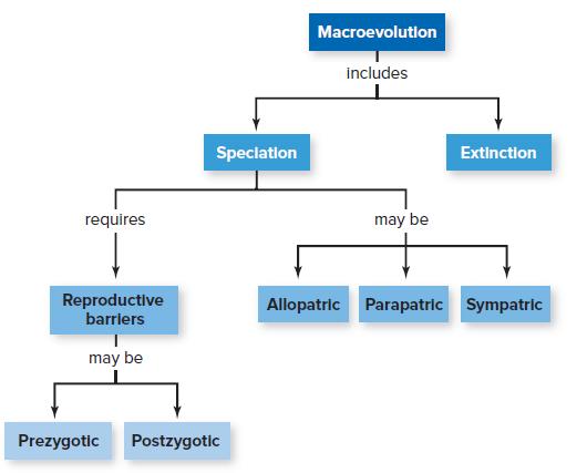 Macroevolution includes Speciation Extinction requires may be Reproductive barriers Allopatric Parapatric Sympatric may be Prezygotic Postzygotic
