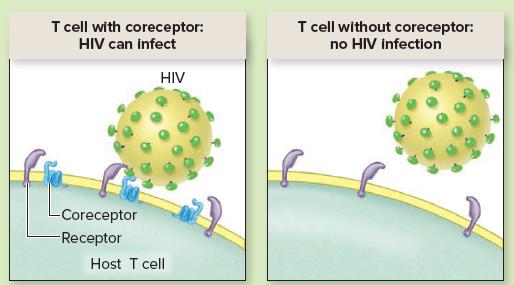 T cell with coreceptor: T cell without coreceptor: HIV can infect no HIV infection HIV -Coreceptor Receptor Host T cell