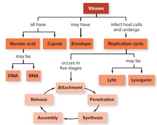 Viruses all have may have infect host cells and undergo Nucleic acid Capsid Envelope Replication cycle may be may be occurs in five stages DNA RNA Lytic Lysogenic Attachment Release Penetration Assembly Synthesis