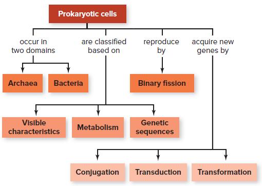 Prokaryotic cells reproduce by are classified acquire new genes by occur in two domains based on Archaea Bacteria Binary fission Visible Genetic Metabolism characteristics sequences Conjugation Transduction Transformation