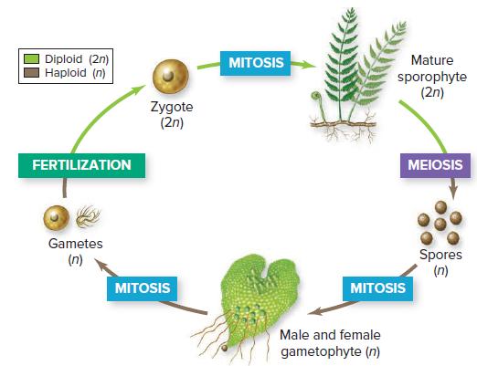 Diploid (2n) Haploid (n) MITOSIS Mature sporophyte (2n) Zygote (2n) FERTILIZATION MEIOSIS Gametes Spores (n) (n) MITOSIS MITOSIS Male and female gametophyte (n)