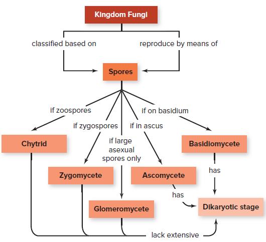 Kingdom Fungl classified based on reproduce by means of Spores if zoospores if on basidium if zygospores if in ascus if large asexual Chytrid Basidiomycete spores only has Zygomycete Ascomycete has Glomeromycete Dikaryotic stage lack extensive