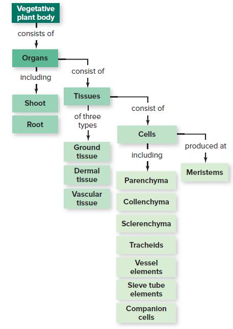Vegetative plant body consists of Organs consist of including Tissues Shoot consist of of three Root types Cells Ground produced at tissue including Dermal tissue Meristems Parenchyma Vascular tissue Collenchyma Sclerenchyma Trachelds Vessel elements Sieve tube elements Companion cells