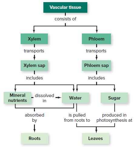 Vascular tissue consists of Xylem Phloem transports transports Xylem sap Phloem sap includes includes Mineral dissolved Water Sugar nutrients in is pulled from roots to photosynthesis at absorbed produced in by Roots Leaves