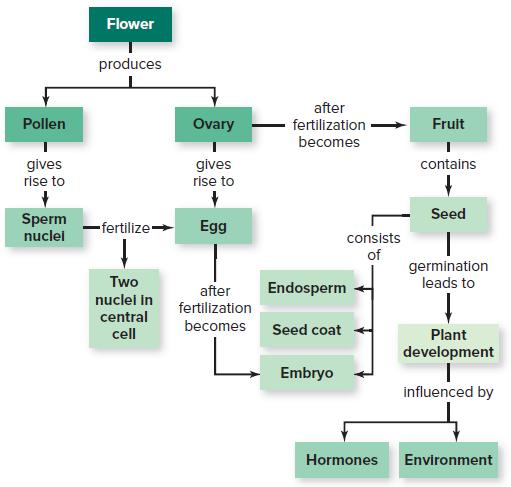 Flower produces after Pollen Ovary fertilization Fruit becomes gives rise to gives rise to contains Seed Sperm nuclel -fertilize- Egg consists of germination leads to Two after fertilization Endosperm nuclei in central becomes Seed coat cell Plant development Embryo influenced by Hormones Environment