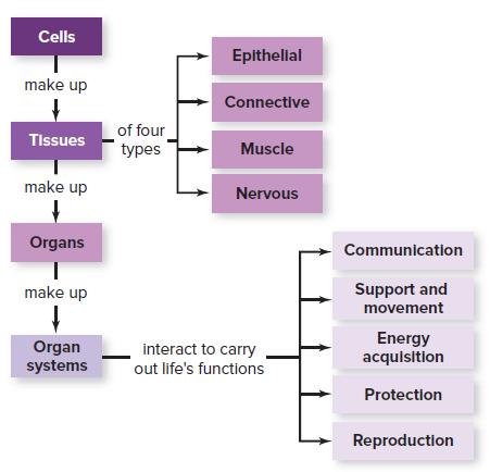 Cells Epithellal make up Connective of four types Tissues Muscle make up Nervous Organs Communication Support and movement make up Organ systems Energy acquisition interact to carry out life's functions Protection Reproduction