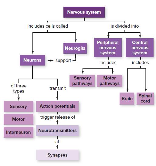 Nervous system includes cells called is divided into Peripheral Central Neuroglia nervous nervous system system Neurons + support includes includes Sensory pathways pathways Motor of three transmit types Spinal cord Brain Sensory Action potentials trigger release of Motor Neurotransmitters Interneuron at Synapses