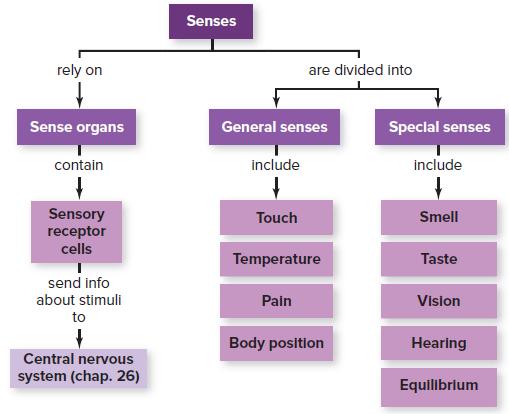 Senses rely on are divided into Sense organs General senses Speclal senses contain include include Sensory receptor cells Touch Smell Temperature Taste send info about stimuli Pain Vision to Body position Hearing Central nervous system (chap. 26) Equilibrlum