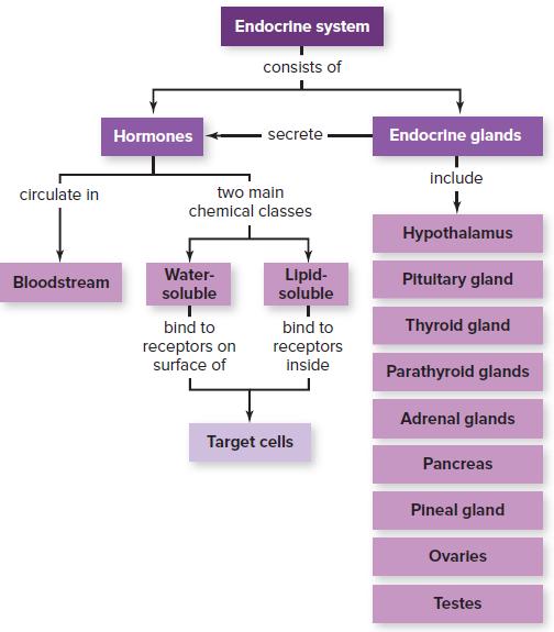 Endocrine system consists of Hormones secrete Endocrine glands include two main chemical classes circulate in Hypothalamus Water- Lipid- soluble Bloodstream Pitultary gland soluble bind to Thyroid gland receptors on surface of bind to receptors inside Parathyroid glands Adrenal glands Target cells Pancreas Pineal gland Ovarles Testes