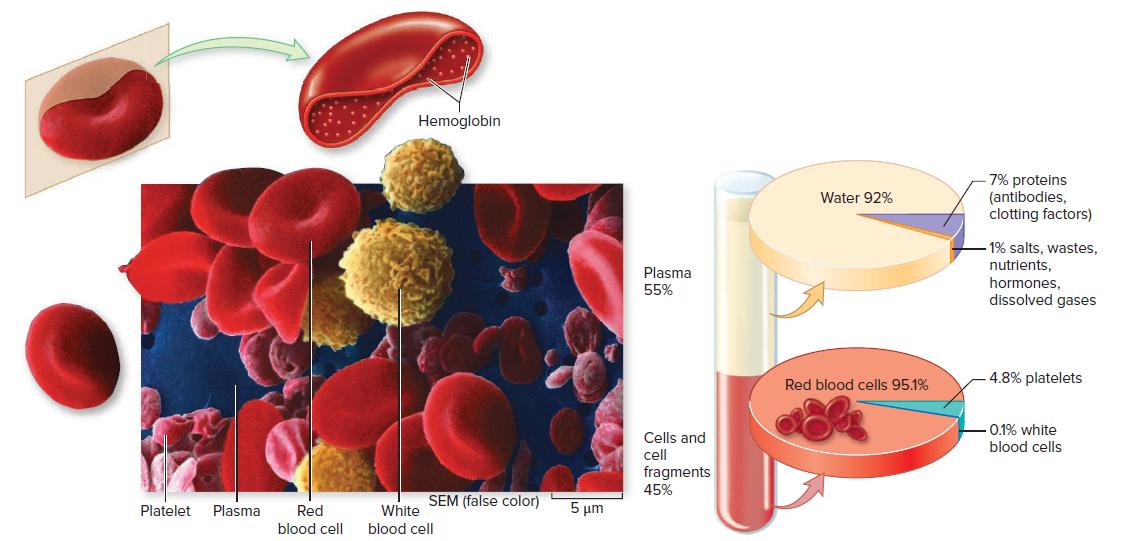Hemoglobin 7% proteins (antibodies, clotting factors) Water 92% 1% salts, wastes, nutrients, hormones, dissolved gases Plasma 55% 4.8% platelets Red blood cells 95.1% Cells and cll 0.1% white blood cells fragments 45% SEM (false color) Platelet Plasma 5 μη Red blood cell White blood cell