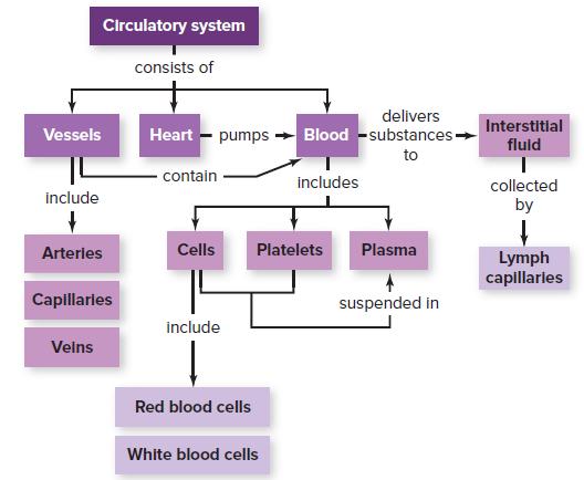 Circulatory system consists of delivers Interstitial Heart - pumps Blood -substances Vessels fluld to contain includes collected include by Arterles Cells Platelets Plasma Lymph capillarles Capllaries suspended in include Veins Red blood cells White blood cells