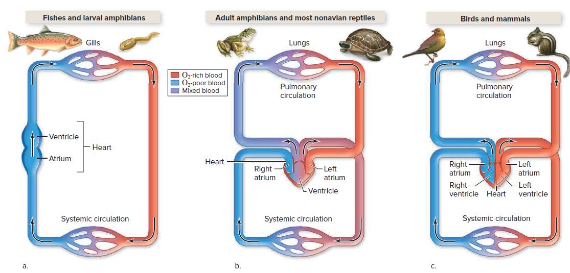 Fishes and larval amphibians Adult amphiblans and most nonavian reptiles Birds and mammals Gills Lungs Lungs O-rich blood 0,-poor blood Mixed blood Pulmonary circulation Pulmonary circulation Ventricle Heart Atrium Heart Right Right atrium -Left atrium -Left atrium atrium Right ventricle Heart -Left ventricle Ventricle Systemic circulation Systemic circulation Systemic circulation