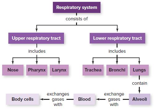 Respiratory system consists of Upper respiratory tract Lower respiratory tract includes includes Nose Pharynx Larynx Trachea Bronchi Lungs contain exchanges gases with exchange gases with Body cells Blood Alveoli -