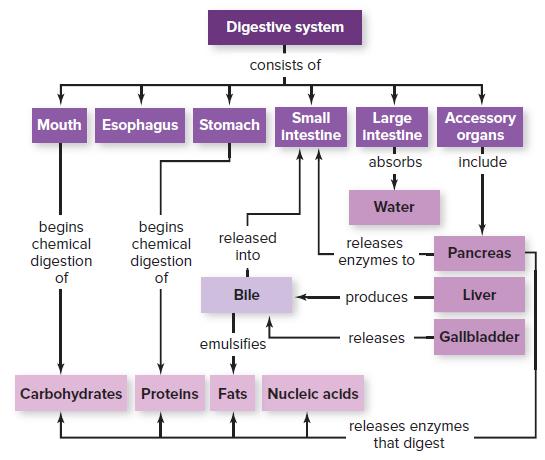 Digestive system consists of Large Intestine Intestine Mouth Esophagus Stomach Small Accessory organs absorbs include Water begins chemical digestion of begins chemical digestion of released releases into Pancreas enzymes to Bile produces Liver releases Gallbladder emulsifies Carbohydrates Proteins Fats Nucleic acids releases enzymes that digest