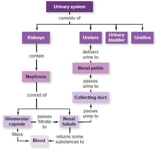 Urinary system consists of Urinary bladder Kldneys Ureters Urethra delivers contain urine to Renal pelvis Nephrons passes urine to consist of Collecting duct passes urine to passes filtrate Glomerular Renal capsule tubule to filters returns some Blood substances to