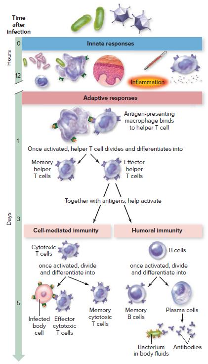 Time after Infection Innate responses 12 Inflammation Adaptive responses Antigen-presenting macrophage binds to helper T cell Once activated, helper T cell divides and differentiates into Memory helper I cells Effector helper T cells Together with antigens, help activate Cell-mediated immunity Humoral Immunity Cytotoxic i ells B cells once activated, divide