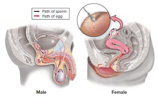 Path of sperm Path of egg Male Female