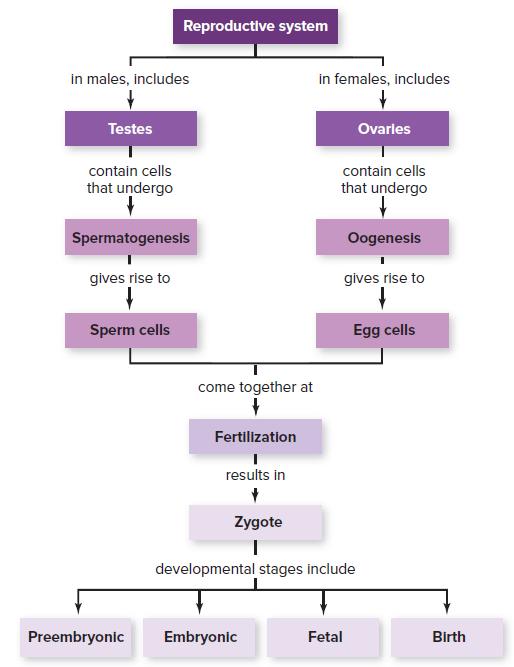 Reproductive system in males, includes in females, includes Testes Ovarles contain cells contain cells that undergo that undergo Spermatogenesis Oogenesis gives rise to gives rise to Sperm cells Egg cells come together at Fertilization results in Zygote developmental stages include Preembryonic Embryonic Fetal Birth