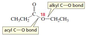 alkyl C-o bond CH,CH, C 18 o-CH,CH3 acyl C-O bond