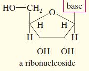 HO-CH, base H. H H H. ОН ОН a ribonucleoside